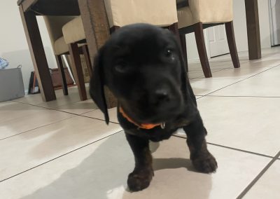Dachshund × Rottweiler Puppies For Sale in NSW