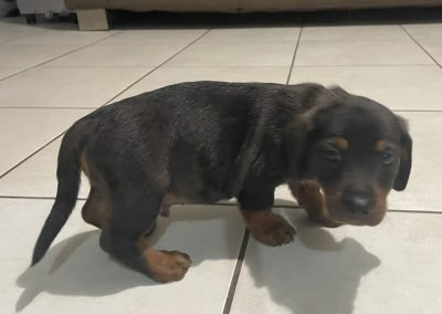 Dachshund × Rottweiler Puppies For Sale in NSW