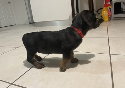 Dachshund × Rottweiler Puppies For Sale in NSW