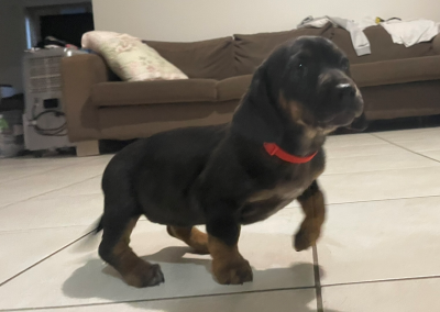 Dachshund × Rottweiler Puppies For Sale in NSW